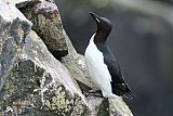 Thick-billed Murre